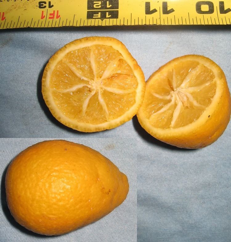 Citrangequat Hardy Citrus Thomasville Citrangequat