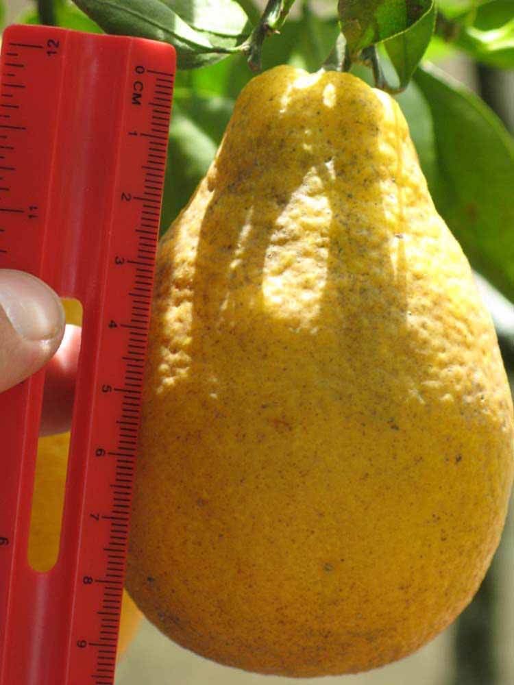 Citrangequat Citrus ID Fact Sheet Citrangequat