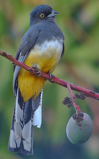 Citreoline trogon Surfbirds Online Photo Gallery Search Results