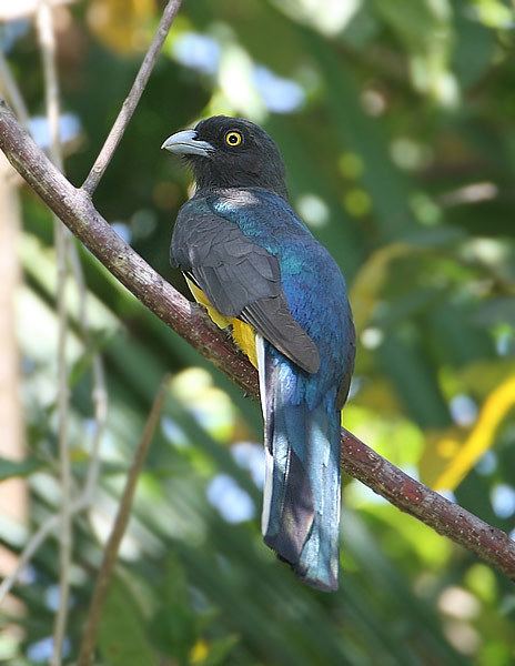 Citreoline trogon Surfbirds Online Photo Gallery Search Results