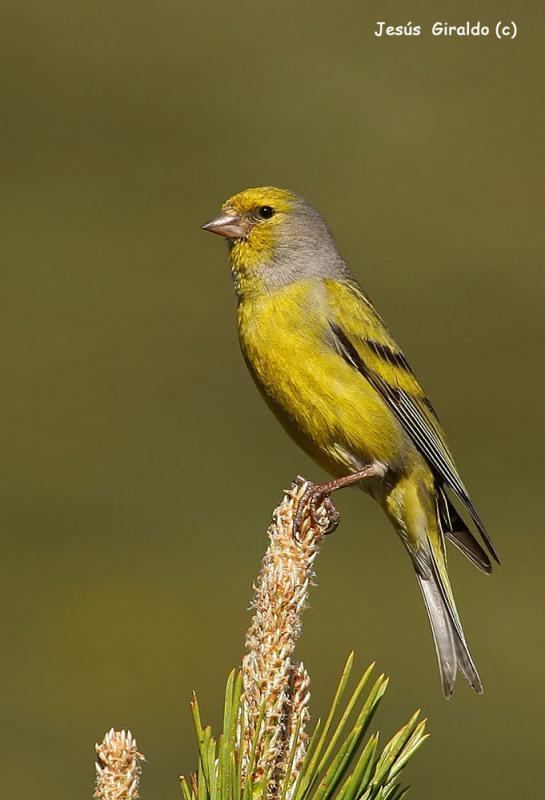 Citril finch Citril Finch Carduelis citrinella videos photos and sound