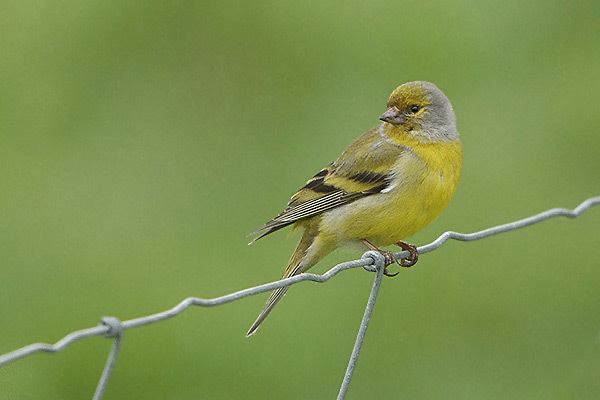 Citril finch Surfbirds Online Photo Gallery Search Results
