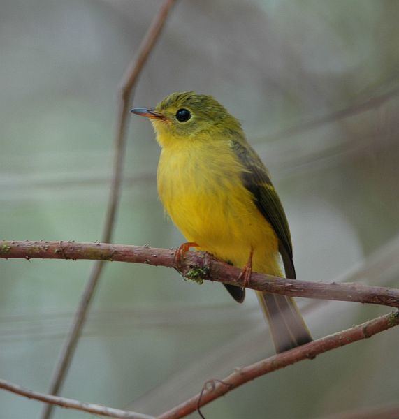 Citrine canary flycatcher - Alchetron, the free social encyclopedia