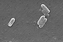 Citrobacter freundii httpsuploadwikimediaorgwikipediacommonsthu