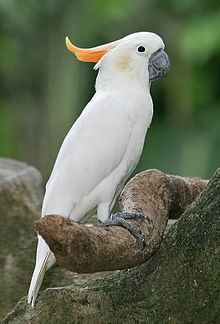Citron-crested cockatoo httpsuploadwikimediaorgwikipediacommonsthu