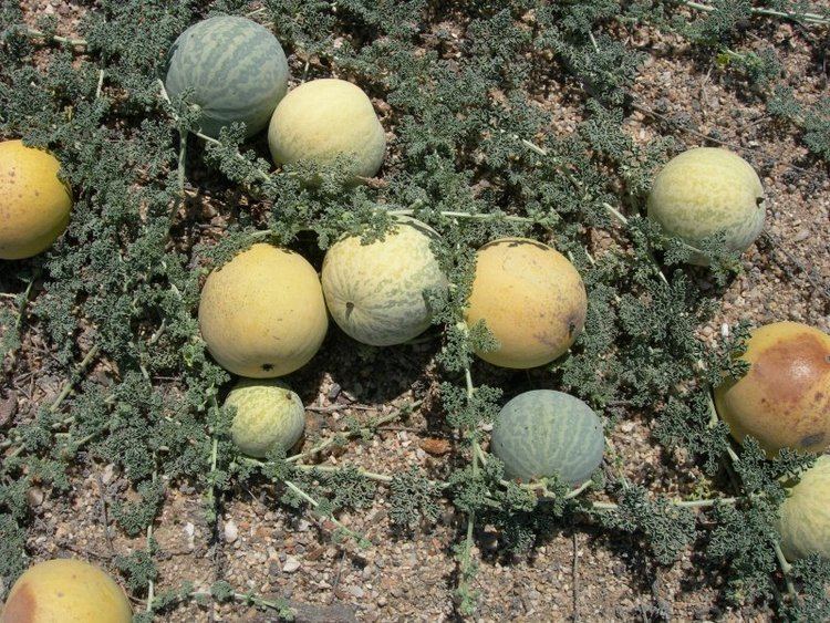 Citrullus ecirrhosus Photo Guide to Plants of Southern Africa