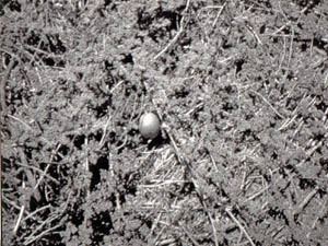 Citrullus ecirrhosus Cucurbit Resources in Namibia