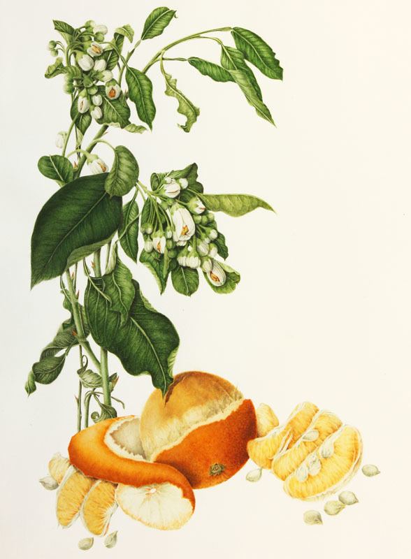 Citrus × sinensis botanix Citrus sinensis