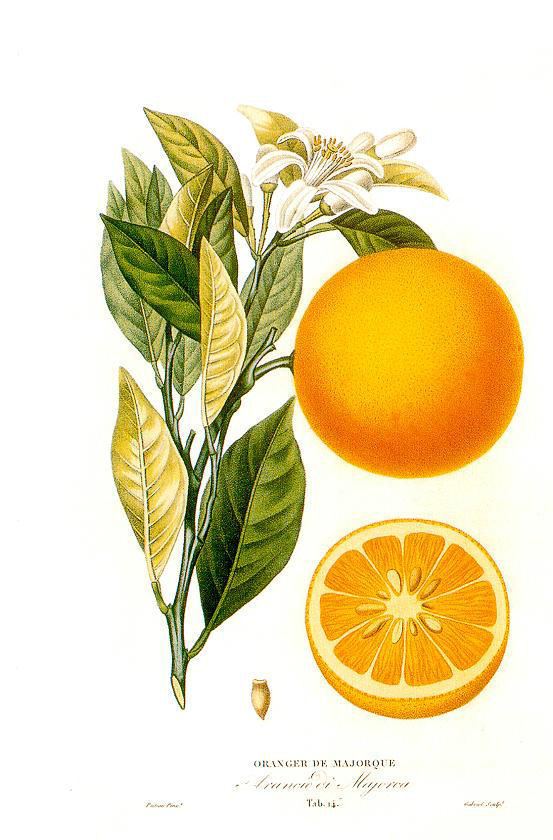 Citrus × sinensis httpsuploadwikimediaorgwikipediacommons66