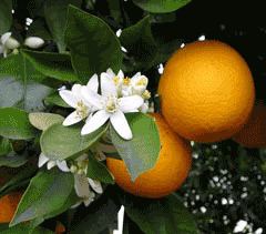 Citrus × sinensis Citrus sinensis Sweet Orange PFAF Plant Database