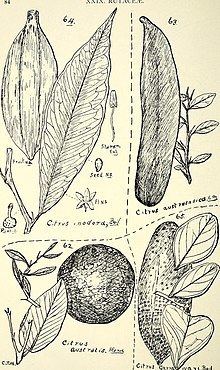 Citrus garrawayi httpsuploadwikimediaorgwikipediacommonsthu