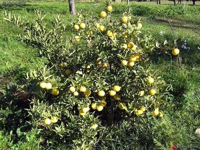 Citrus ichangensis Citrus ichangensis Health effects and herbal facts