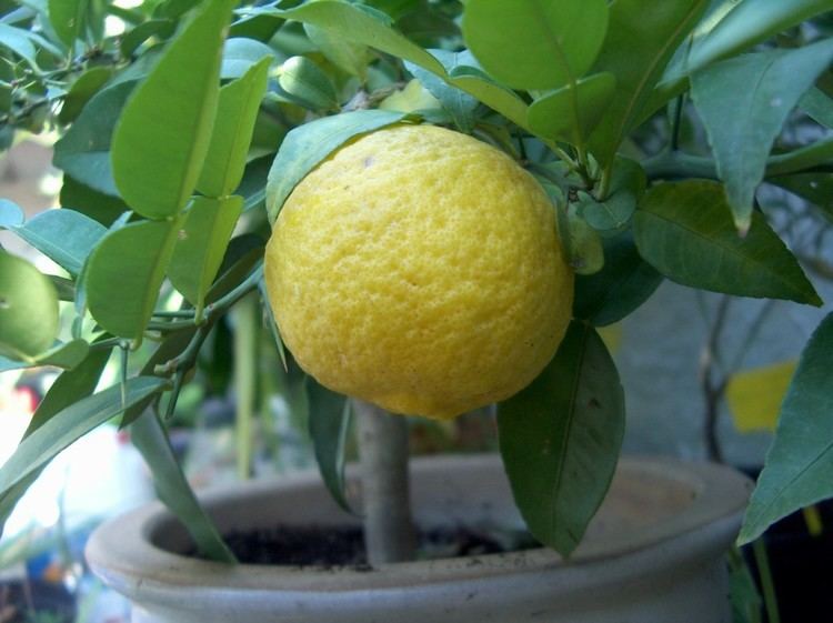 Citrus ichangensis citrus ichangensis