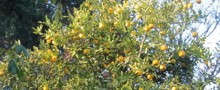 Citrus ichangensis Ichang Papeda Citrus ichangensis