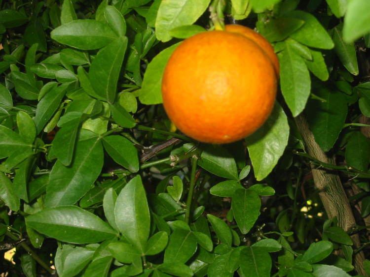 Citrus ichangensis Citrus pictures