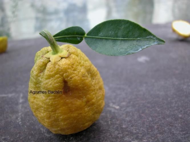 Citrus ichangensis Citrus ichangensis Health effects and herbal facts