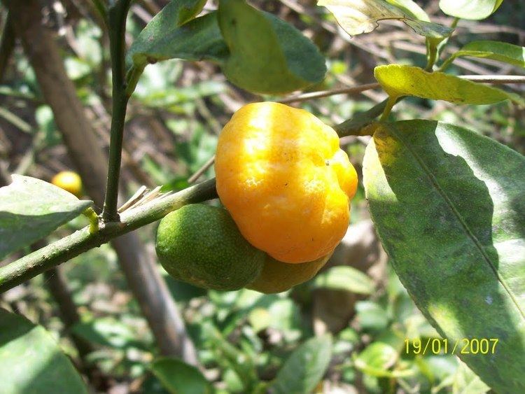 Citrus indica Panoramio Photo of Citrus Indica Mother genome of citrus
