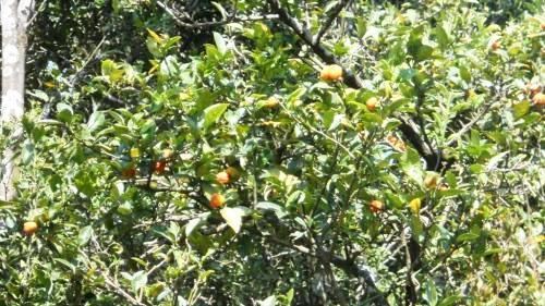 Citrus indica Indian wild orange