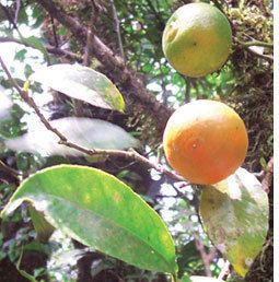 Citrus indica Local citrus goes global