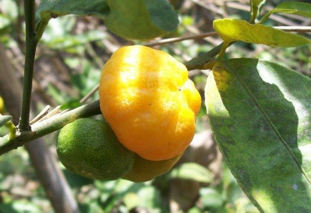 Citrus indica Indian wild orange