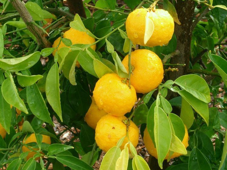Citrus junos Citrus Pages Papedas