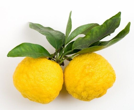 Citrus junos wwwgourmetsleuthcomimagesdefaultsourcearticl