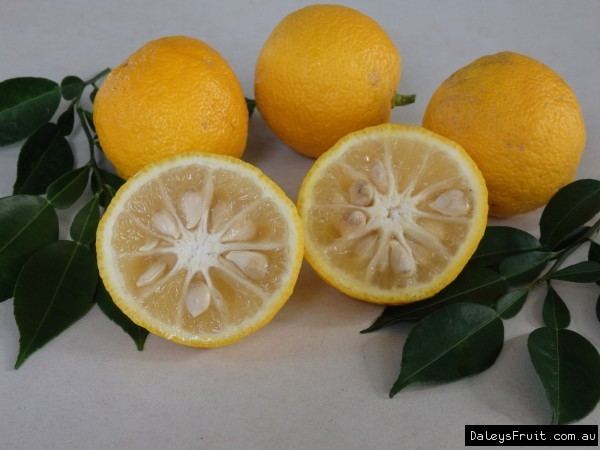 Citrus junos Buy Yuzu Fruit Tree