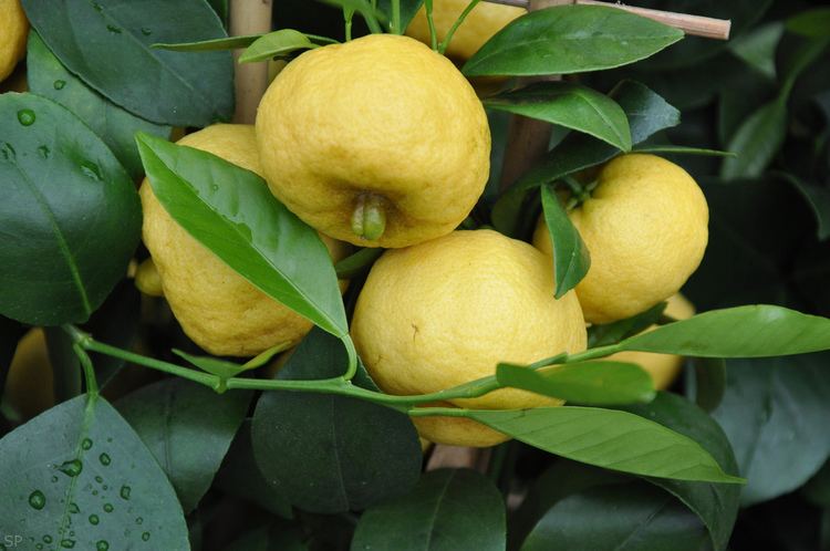 Citrus limetta Sweet Lime Citrus limetta iNaturalistorg