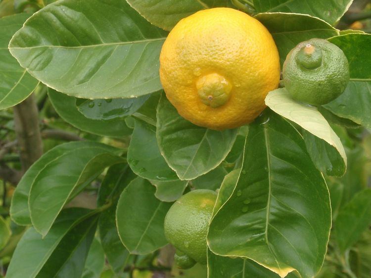 Citrus limetta Citrus Pages Limes