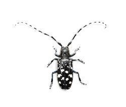 Citrus long-horned beetle Citrus longhorned beetle CreationWiki the encyclopedia of