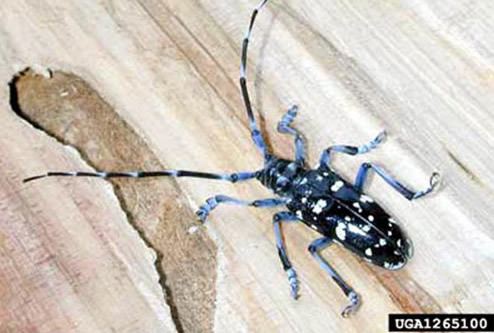 Citrus long-horned beetle citrus longhorned beetle Anoplophora chinensis Forster