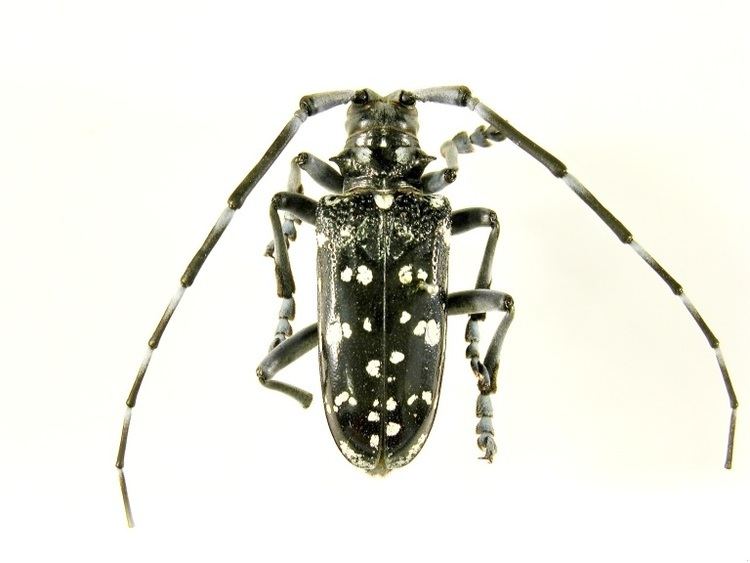 Citrus long-horned beetle Fact Sheet Citrus longhorned beetle Citrus Pests