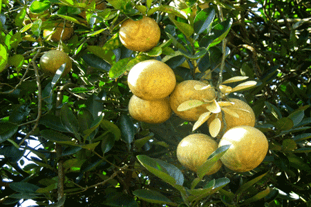 Citrus macroptera Wild Orange Manipur Small Farmers39 AgriBusiness Consortium
