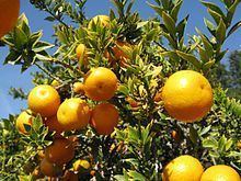 Citrus myrtifolia httpsuploadwikimediaorgwikipediacommonsthu