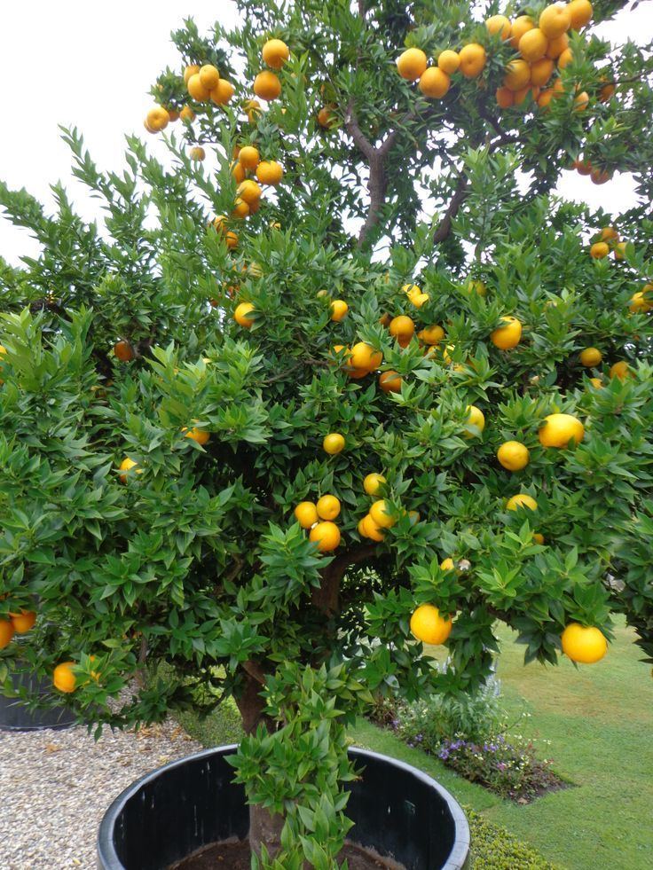 Citrus myrtifolia Oranges Citrus aurantium 39Myrtifolia39 at Twickel Citrus