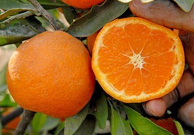 Citrus unshiu Citrus Pages Mandarins