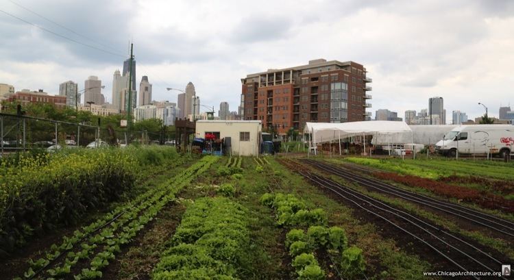 City farm City Farm Will Sprout Again The Chicago Architecture Blog