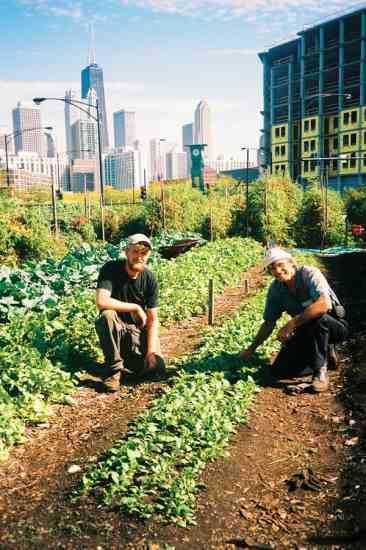 City farm Farming in the City