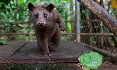 Young Civet inside a cage