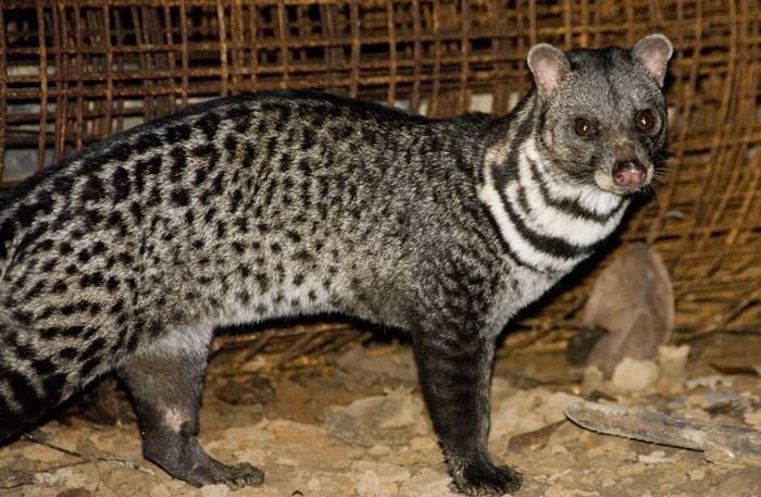 Civets during the night
