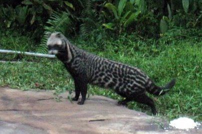 Civet while walking outdoor