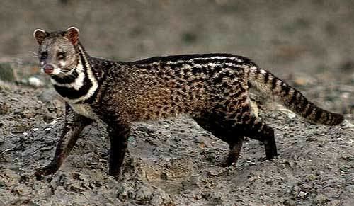 Civet while walking