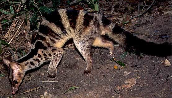 African palm civet with their long black tails