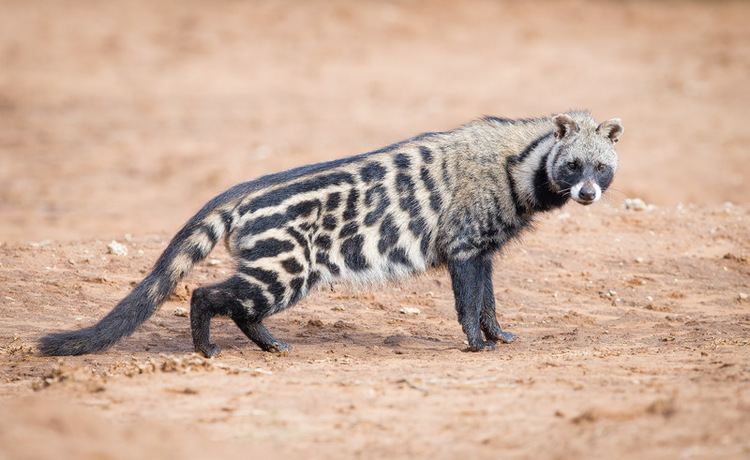 African Civet full body capture