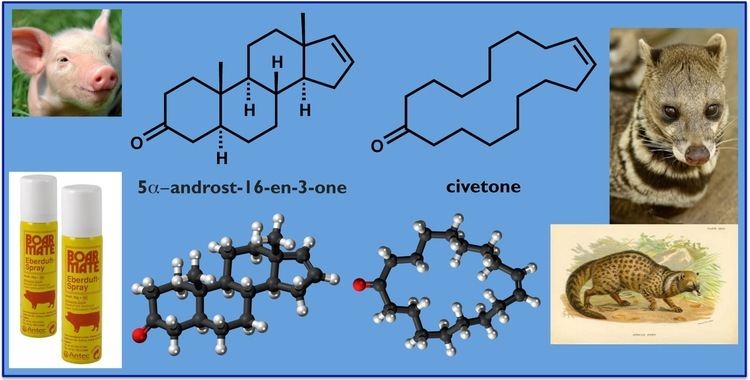 Civetone modern steroid science On the Existence of Human Pheromones