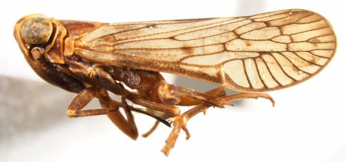 Cixiidae Cixiidae Family Planthoppers of North America College of