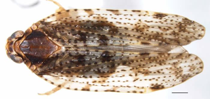 Cixiidae Cixius
