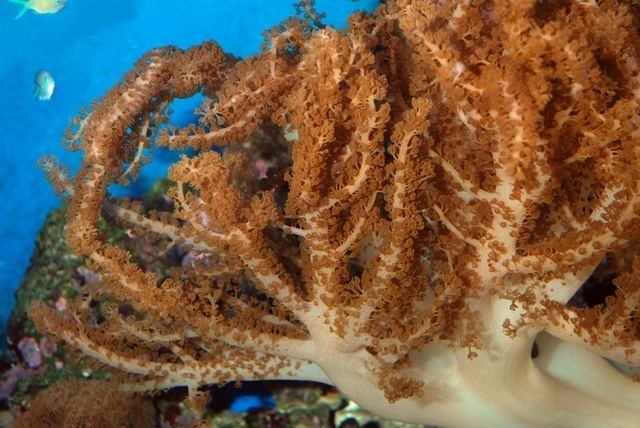 Cladiella Colt Coral Finger Leather Coral Cladiella sp Biopix photoimage