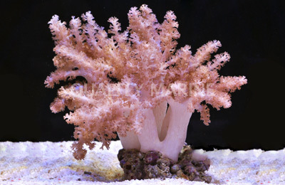 Cladiella Colt Cladiella Cladiella sp Aquacultured Corals Soft