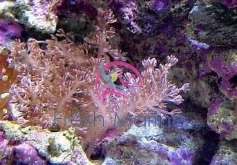 Cladiella FreshMarinecom Colt Coral Cladiella species Blushing Coral